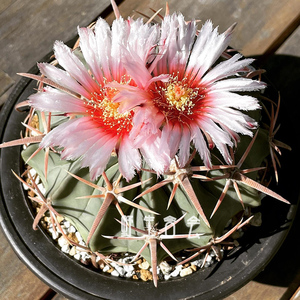 实生凌波仙人球室内盆栽仙人掌类多肉植物超大颗硬刺开花好养活