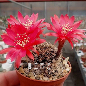 乌艳丸仙人球小盆栽方便面多肉植物大红花曲刺仙人掌类多肉盆栽