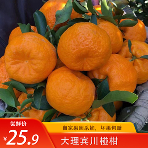 云南宾川椪柑大理丑橘9斤大果当季新鲜柑橘沃柑非四川耙耙柑