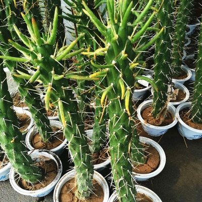 盆栽植物沙漠将军