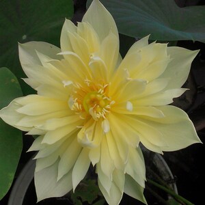 秣陵秋色 汝州老农花卉真碗莲微型小型荷花迷你碗莲种藕鞭成品苗