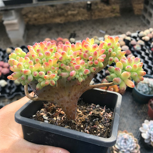 22果冻乙女心缀化 多肉植物 肉肉植物 萌肉肉组合盆栽花卉a 陌上