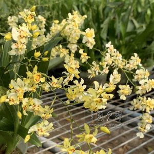 22读月园香宝贝满天星小蜜蜂白色梦香兰小花丰花文心兰带花香水r