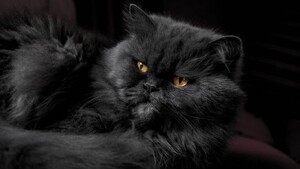 纯黑色波斯猫加菲猫异国长毛猫猫咪活体宠物可带证书