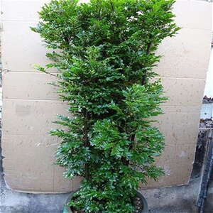 台室办大盆化紫绿檀型r树植盆气叶内庭院公空客景栽小桩净阳厅室