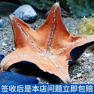观赏海星活体 鱼缸水族宠物 翻砂海星活儿童海水缸 海洋生物红蓝