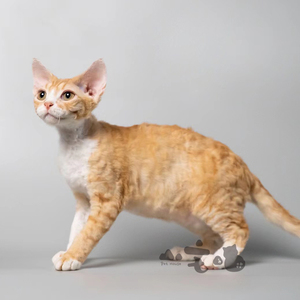 卷毛猫幼猫纯白活物德文猫幼崽宠物猫咪活体上海实体门店0人付款