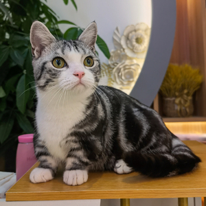 山宅一喵美短起司加白矮脚猫幼猫曼基康短腿猫咪宠物活体金银虎斑