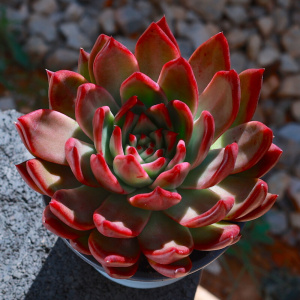 露养肉肉群生东云系超大多头多肉植物鹰嘴弗兰克一物一拍0人付款99