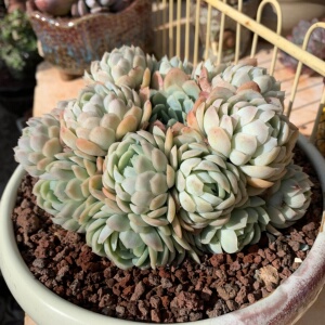 清仓冬季好养耐寒多肉植m物超大群生小叶冰梅室内组合大盆栽不含