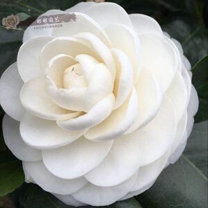 玉壶冰f大白l福建东方亮龙岩茶花盆栽白色茶花经典国茶名贵华东