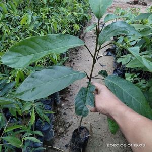 新品平婆树苗g凤眼果百子千孙禄旺苗九层皮苗富贵子树苗带土杯带