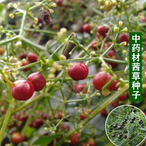 中药茜草种子新奇野生药用观赏爬藤野草植物种籽阳台盆栽四季易活