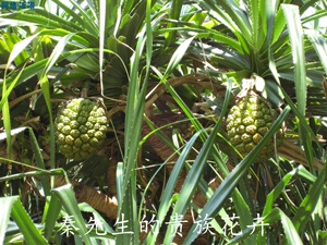 诚信直销商城6淘宝露兜树苗 野菠萝 滴血莲花 林茶 山菠萝 假菠萝
