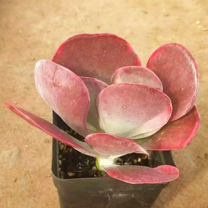 新款多肉植物贵印锦云南小唐货紫珍珠桌心莲办公室内阳台红面稀.