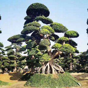 进口罗汉松造型树大树盆景树造型黑松大型别墅庭院日本迎客松树苗
