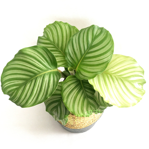 新款净芋 内叶植物喜阴绿植室观盆栽植物竹化空气 青苹果竹芋成.