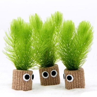 金鱼藻呼吸环定植卡通底座冷水草促排挂卵鱼草后景水草造景入门草