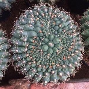 绯花玉仙人球缀化