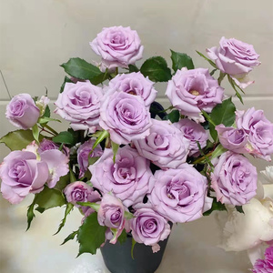 九星蓝狐多头泡泡玫瑰鲜花云南基地直发生u日花瓶插花顺丰速递配