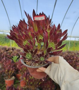 小轩家 法师类火凤凰老桩也叫红酒法师多肉植物 大棚品种