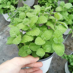 柠檬薄荷 正宗柠檬香蜂草苗 柠檬香水薄荷香草植物盆栽蜜蜂花泡茶
