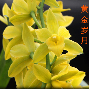 (带花苞)大花蕙兰黄金岁月浓香招财兰花盆栽