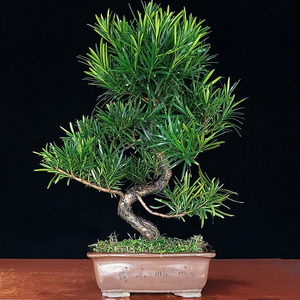 罗汉松盆景老桩办g公室客厅绿植小盆栽s造型岭南精品植物茶室盆.