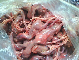 冷冻小鸡仔脱毛冰冻