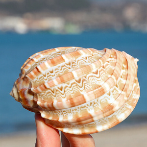 22大杨桃螺琵琶竖琴螺天然海螺贝壳卷q贝鱼花盆造景装饰摆件标本