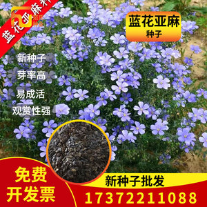 见土就活花籽多年生蓝花亚麻种子爆盆六倍利花卉阳台蓝亚麻籽四季