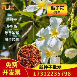 新栀子花种子盆栽黄栀子花种子山栀花种子大叶小叶栀子花阳台包邮