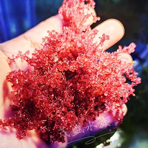 海缸高等藻葡萄钢丝大小羽毛藻k红绿火焰鹿角藻带石海水藻.