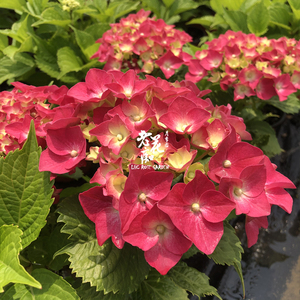 马雷夏尔中苗带花苞大花绣球盆栽八仙花室内外阳台花卉植物庭院