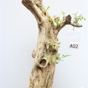 九里香树桩造型