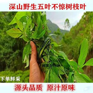布惊树新鲜 现采 黄荆苗黄荆根 黄荆枝野生中草药黄荆条布荆叶 布
