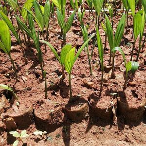 槟榔树树苗海南