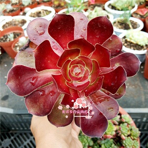 新品独眼巨人巨型法师多肉植物老桩一物一拍室内盆栽花卉绿植木质