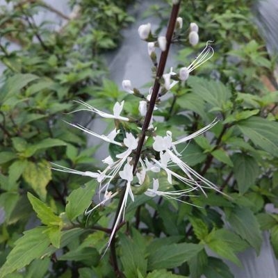 猫须草盆栽