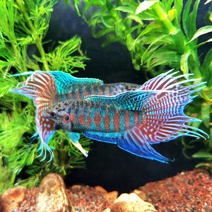 中国斗鱼普叉活体活鱼冷水淡水观赏鱼好养耐活免打氧小型国斗鱼苗