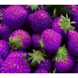 草莓新宠黑草莓瑞蓝草莓攀援草莓四季草莓苗当年结果