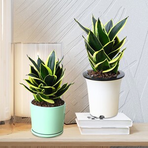 荷花兰虎皮兰盆栽办公室内客厅吸甲醛绿植花卉植物金边短叶虎尾兰