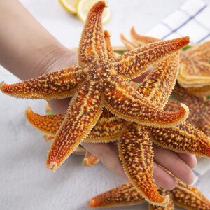 海星海鲜鲜活野生水产满籽大个五角星海五星熟冻活的青岛泛滥新鲜