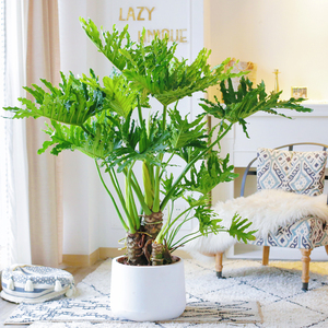 龙鳞春羽植物大型盆栽室内办公室客厅观叶盆景净化空气北欧真绿植