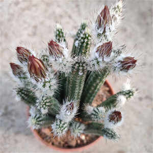 多肉植物冰心玉骨银纽仙人球仙人掌鹿角柱办公室内开花美观阳台