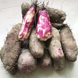 紫皮白肉山药带箱5斤新鲜v现挖脚板薯白心 农家紫淮山毛大薯非铁