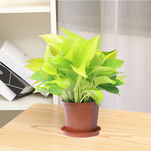 黄金葛招财绿植黄叶绿萝盆栽室内水培大绿箩植物金叶绿罗花卉绿植