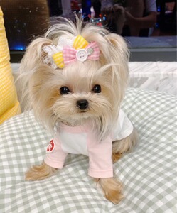 实体茶杯约克夏小型犬当天发货金头银背正宗纯种漂亮小约