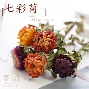 七彩菊