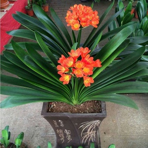新品头和尚君子兰 盆栽花卉小苗b 短叶黄技师 花脸兰花 大盆栽大